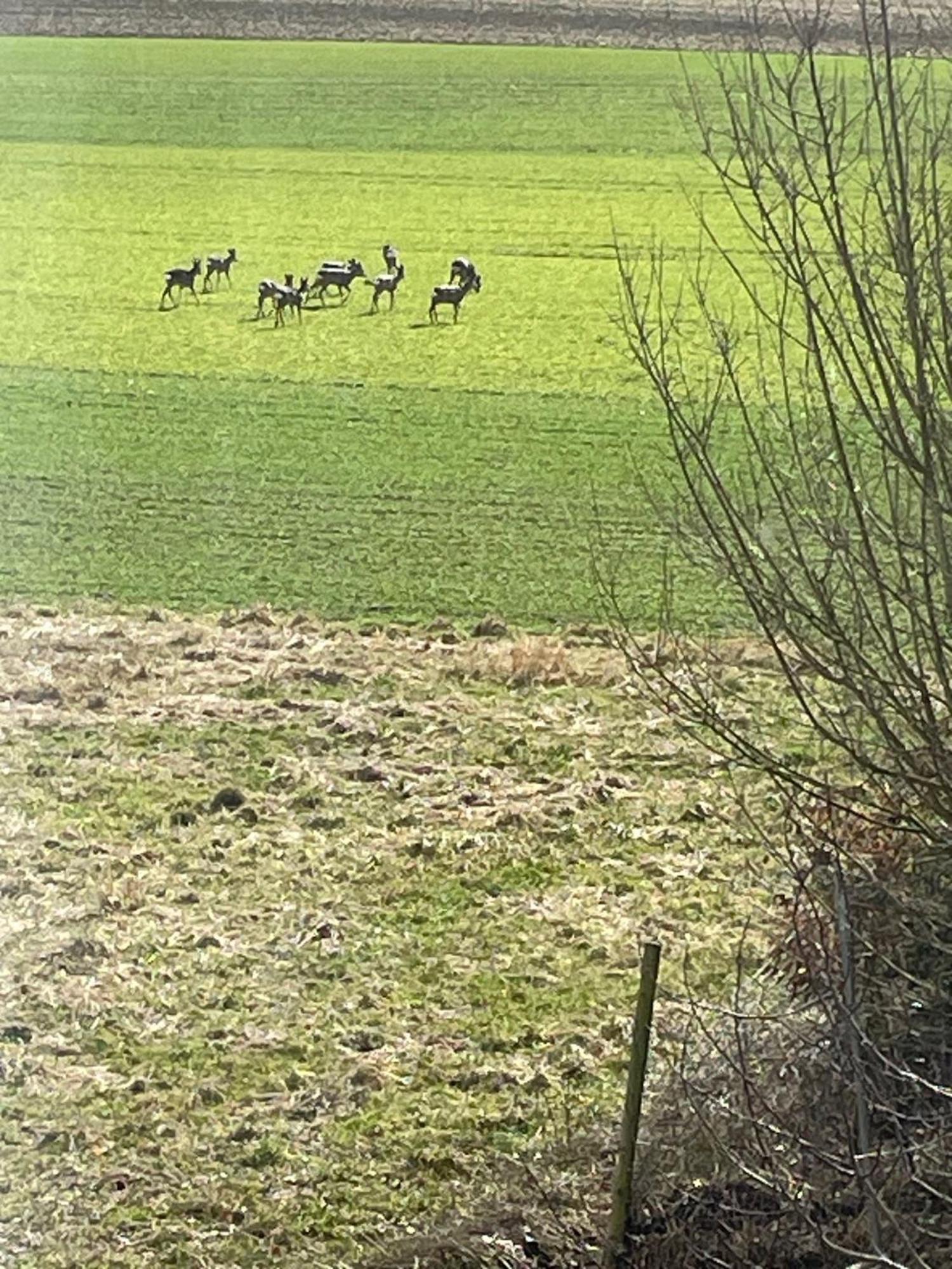 Feierabend Leilighet Gottmadingen Eksteriør bilde